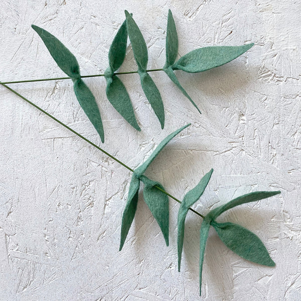 Long Leaf Eucalyptus Stem