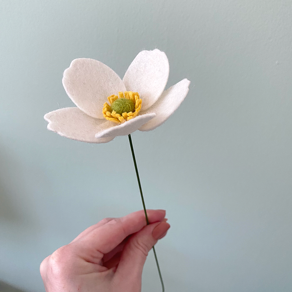 Anemone Japonica Flower