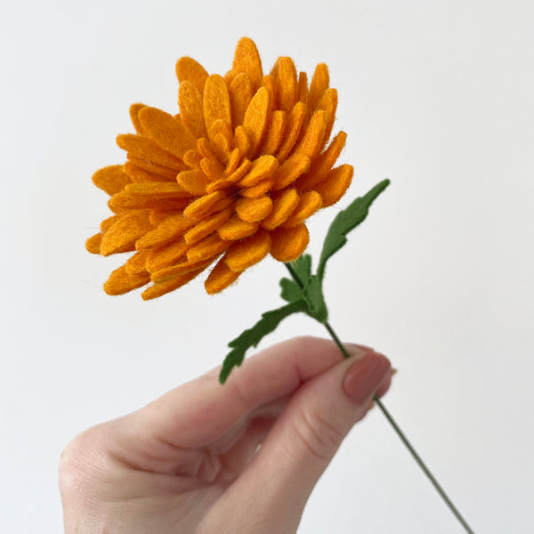 Chrysanthemum Flower Stem